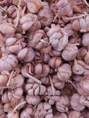 bunch of garlic for sale in the market