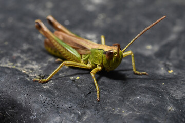 Grasshopper on the Ground