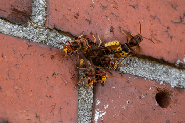 Busy activity at the entrance of a hornet nest in a masonry with guard hornet and ventilation (Vespa crabro)