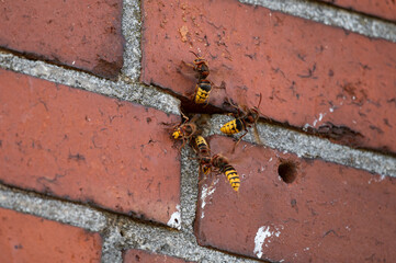Busy activity at the entrance of a hornet nest in a masonry with guard hornet and ventilation (Vespa crabro)