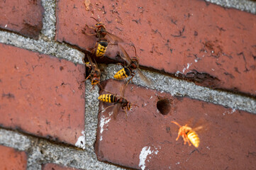 Busy activity at the entrance of a hornet nest in a masonry with guard hornet and ventilation (Vespa crabro)