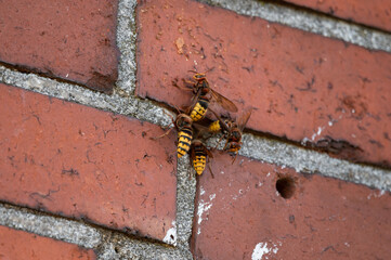 Busy activity at the entrance of a hornet nest in a masonry with guard hornet and ventilation...