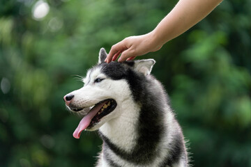 a hand is petting Siberian husky dog gently 