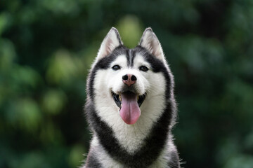happy Siberian husky dog is grinning outdoors.