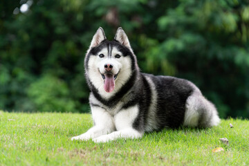 happy Siberian husky dog is grinning outdoors, green nature background. © Anciens