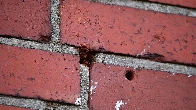 Busy activity at the entrance of a hornet nest in a masonry with guard hornet and ventilation (Vespa crabro)