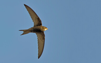 Apus apus (Common Swift, European Swift, Swift), Greece