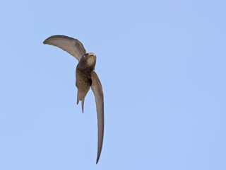 Apus apus (Common Swift, European Swift, Swift), Greece