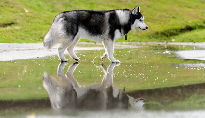 Siberian husky dog is walking through a puddle outdoors  © Anciens