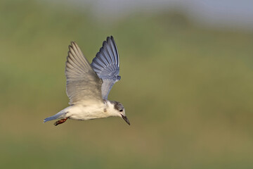 Whiskered tern - Chlidonias hybridus, Crete
