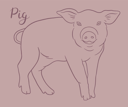 Contour pig sketch with hand lettering. Line art vector illustration of piglet. Chinese Zodiac animals concept