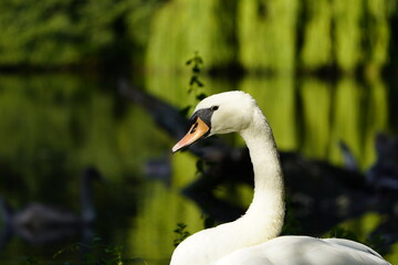 Fototapeta premium Mute swan (Cygnus olor) Anatidae family.