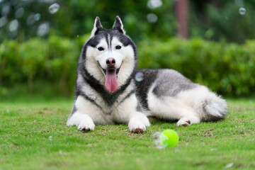 happy Siberian husky dog is grinning outdoors.