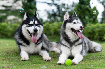 Cute husky dogs are staying together on the grass. Playful puppies outdoors.