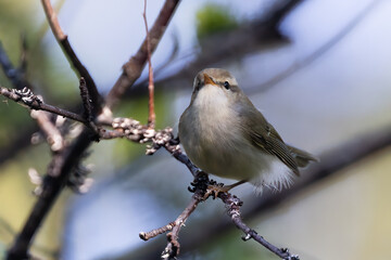 Greenish Warbler
