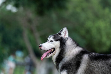 happy Siberian husky dog is grinning outdoors, green nature background.