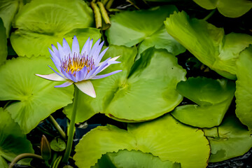 lotus
