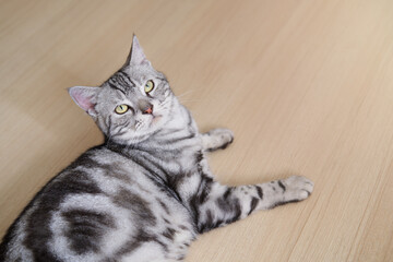 Cat is looking calm and relax lie down on wooden floor near the door is open or window, American shorthair feline breed classic silver color lying and lazy in living room with copy space.