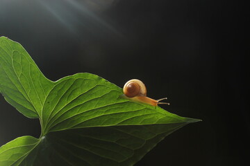 little snail on green leaf on black background