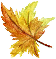 Hand-drawn doodle of the yellow-orange maple leaf. Watercolor illustration isolated on white or transparent background
