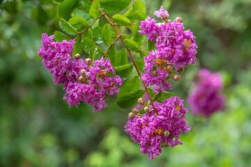 Crepe or Crape Myrtle, Lagerstroemia indica, 'Petite Purple' in the rain