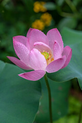 Dwarf Lotus flower 'Akari' growing outdoors in a water bowl, in the rain.