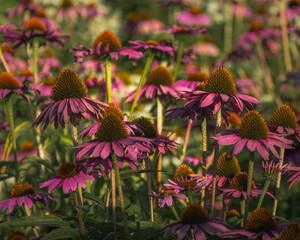 Echinacea, Jeż&oacute;wka