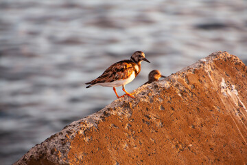 bird on the rock
