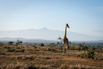 Reticulated giraffe stands near Mount Kenya silhouette