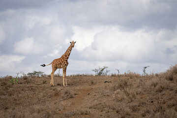 Reticulated giraffe stands in savannah swinging tail
