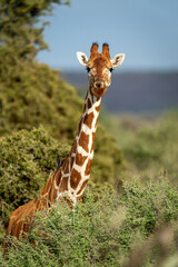Reticulated giraffe stands in bushes watching camera © Nick Dale
