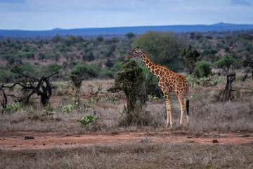 Reticulated giraffe stands by bush on savannah