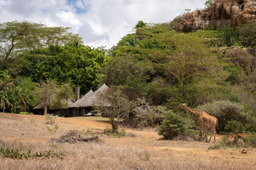 Reticulated giraffe stands feeding near safari lodge