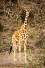 Reticulated giraffe stands eyeing camera near kopje