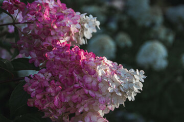 Hortensja,hydrangea