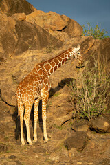 Reticulated giraffe stands browsing bush by rocks