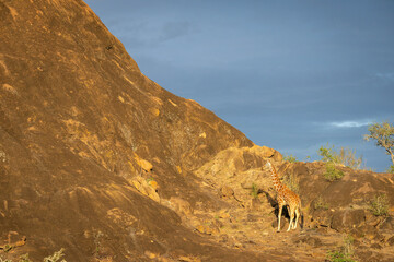 Reticulated giraffe stands below steep rocky outcrop