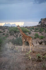 Reticulated giraffe stands among cactuses watching camera