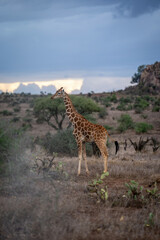 Reticulated giraffe stands among cactuses in profile
