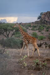 Reticulated giraffe crosses savannah through cactus patch