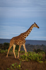 Reticulated giraffe crosses savannah in warm light