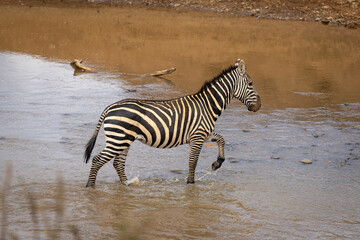 Fototapeta na wymiar Plains zebra walks in shallows lifting foot