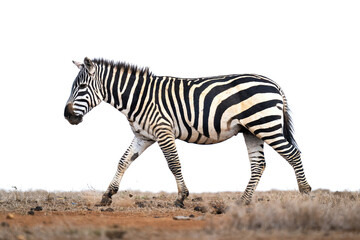 Plains zebra walking across horizon on savannah
