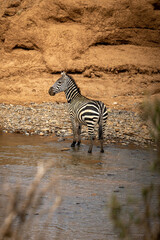 Plains zebra stands river with cliff behind