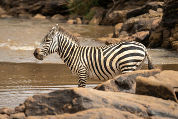 Fototapeta na wymiar Plains zebra stands in river behind rocks