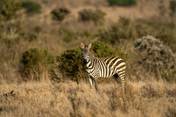 Fototapeta na wymiar Plains zebra stands watching camera on savannah