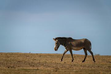 Fototapeta na wymiar Grevy zebra walks across savannah in sunshine