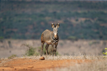 Grevy zebra stands on horizon watching camera © Nick Dale