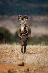 Grevy zebra stands on savannah facing camera
