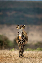 Grevy zebra stands on horizon facing camera